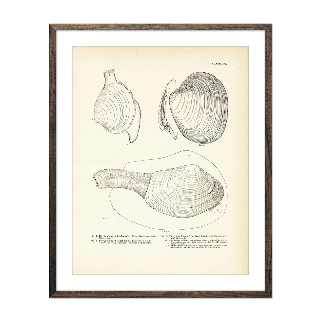 Vintage Sea Snails, Periwinkles, Drills and Borers - Set 3 fish print