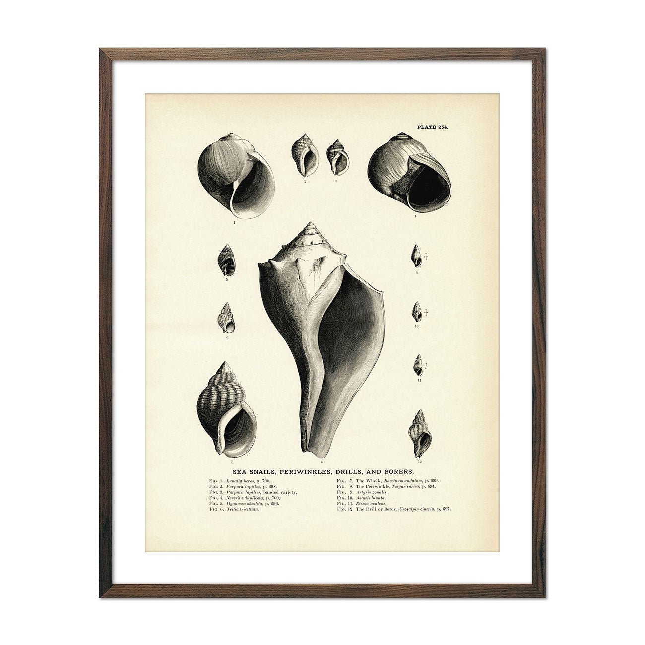 Sea Snails, Periwinkles, Drills, and Borers - Set 1 Art Print - Muir Way - Fisheries
