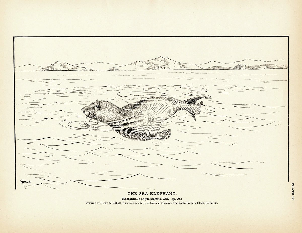 Sea Elephant Art Print - Muir Way - Fisheries