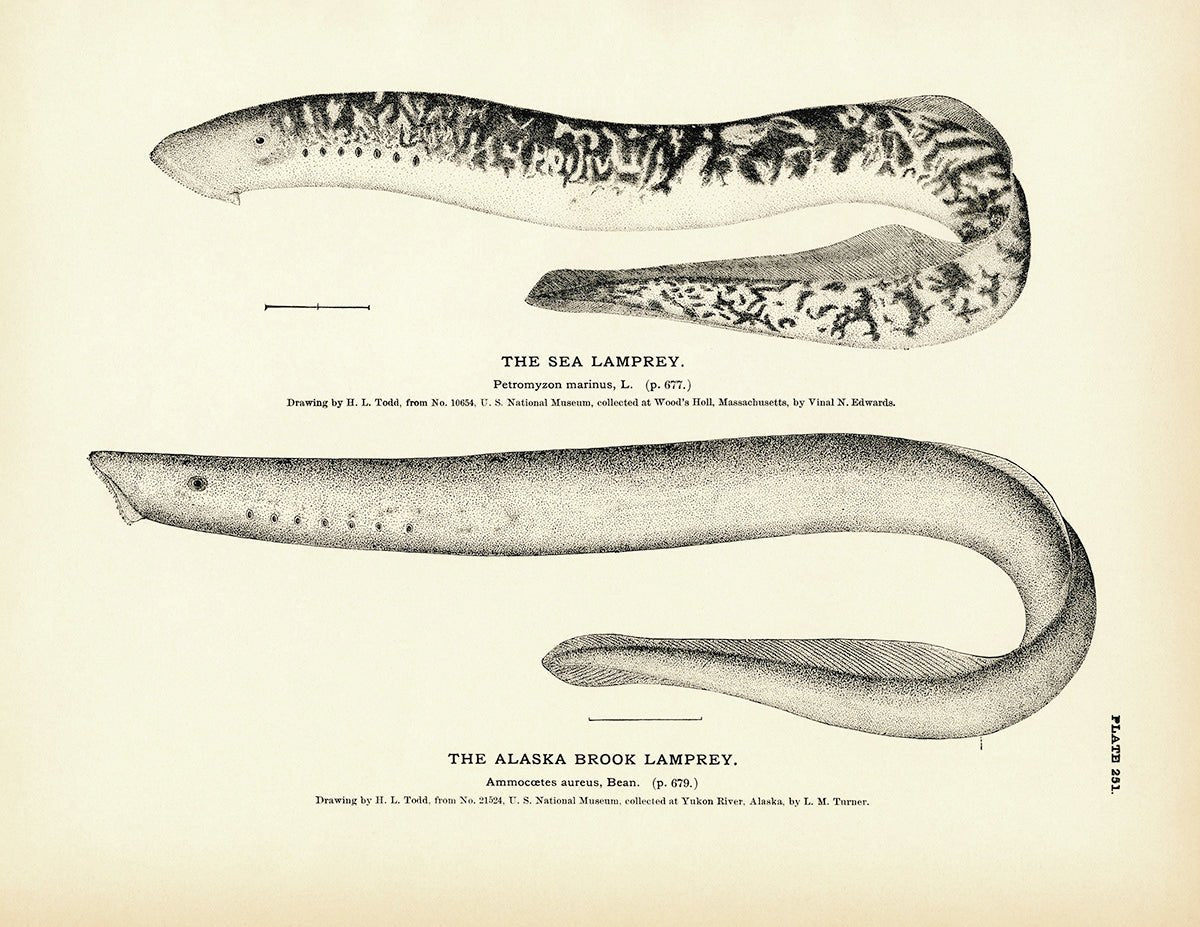 Sea Lamprey and Alaska Brook Lamprey Art Print - Muir Way - Fisheries