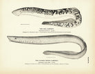 Sea Lamprey and Alaska Brook Lamprey Art Print - Muir Way - Fisheries