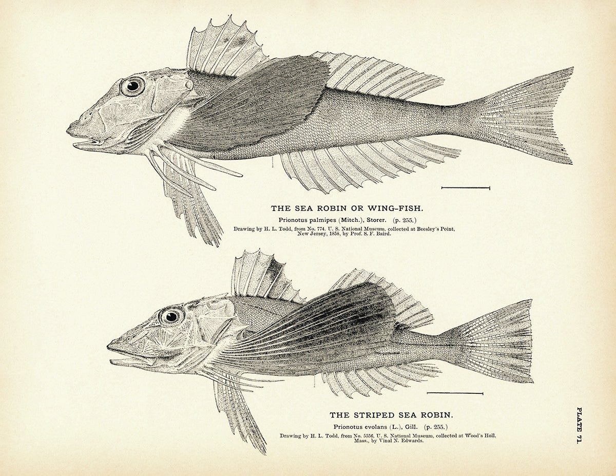Sea Robin (Wing - Fish) and Striped Sea Robin Art Print - Muir Way - Fisheries