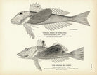 Sea Robin (Wing - Fish) and Striped Sea Robin Art Print - Muir Way - Fisheries