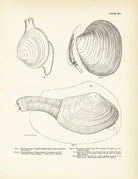 Sea Snails, Periwinkles, Drills, and Borers - Set 3 Art Print - Muir Way - Fisheries