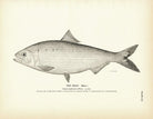 Shad (Male) Art Print - Muir Way - Fisheries