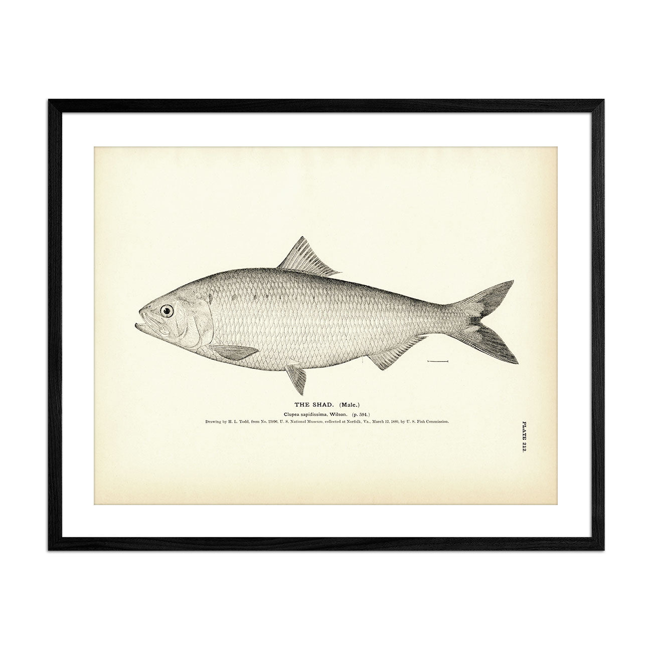 Shad (Male) Art Print - Muir Way - Fisheries