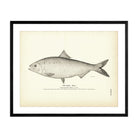 Shad (Male) Art Print - Muir Way - Fisheries
