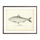 Shad (Male) Art Print - Muir Way - Fisheries