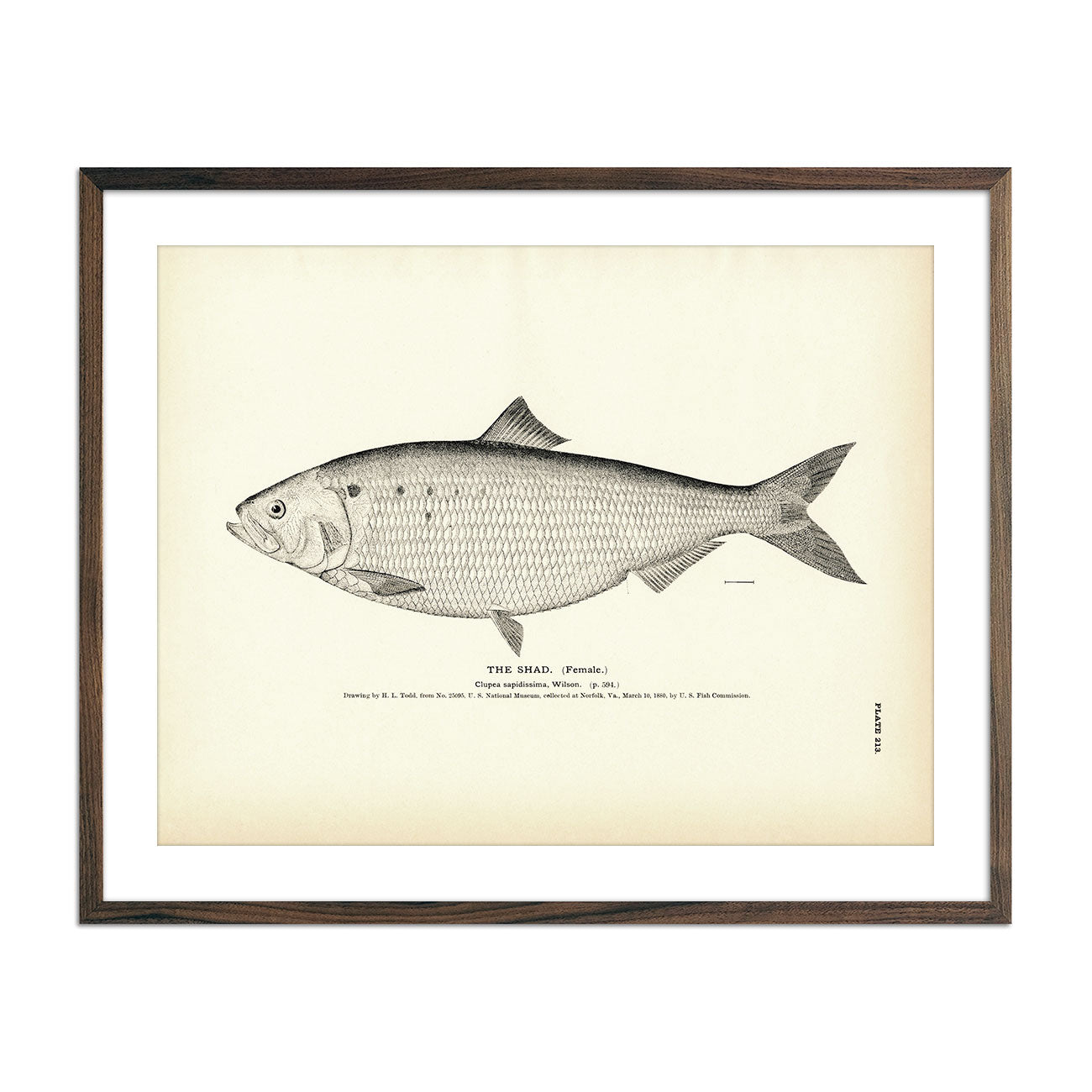 Shad (Female) Art Print - Muir Way - Fisheries