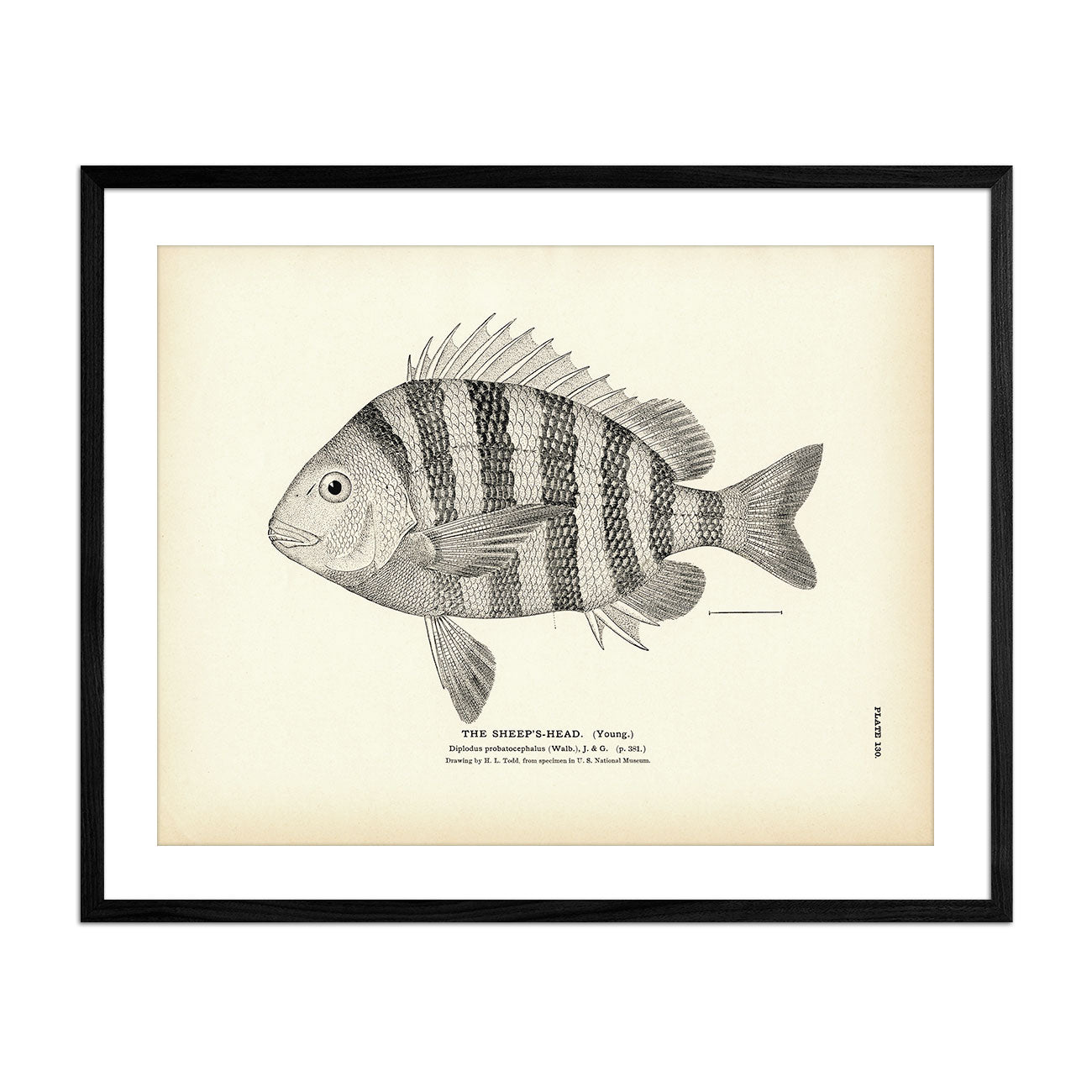 Sheep's - Head (Young) Art Print - Muir Way - Fisheries