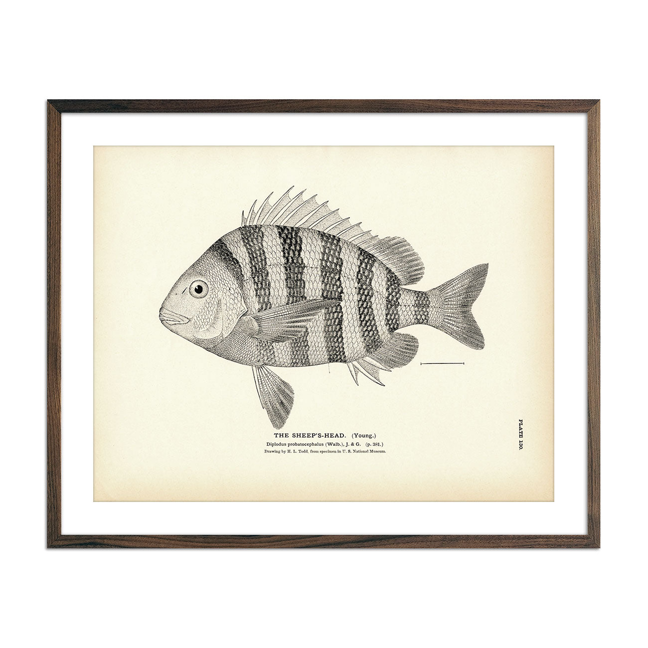 Sheep's - Head (Young) Art Print - Muir Way - Fisheries