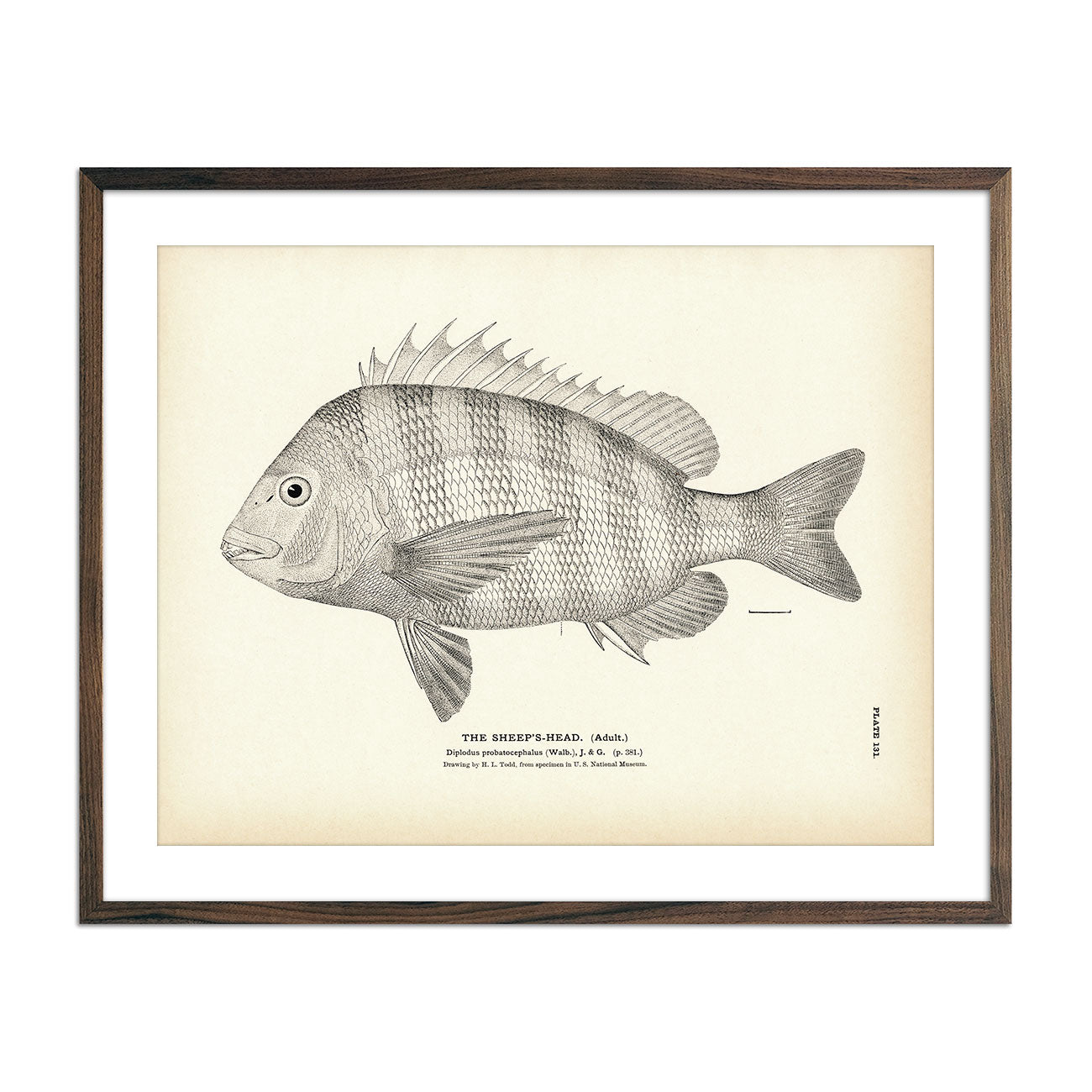 Sheep's - Head (Adult) Art Print - Muir Way - Fisheries