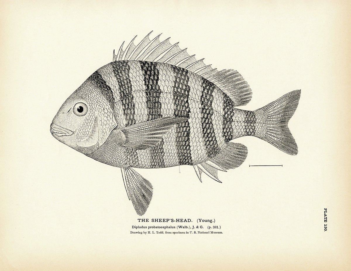 Sheep's - Head (Young) Art Print - Muir Way - Fisheries