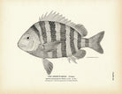 Sheep's - Head (Young) Art Print - Muir Way - Fisheries