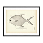 Short Pompano Art Print - Muir Way -