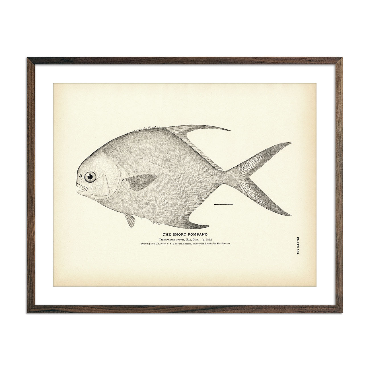 Short Pompano Art Print - Muir Way -