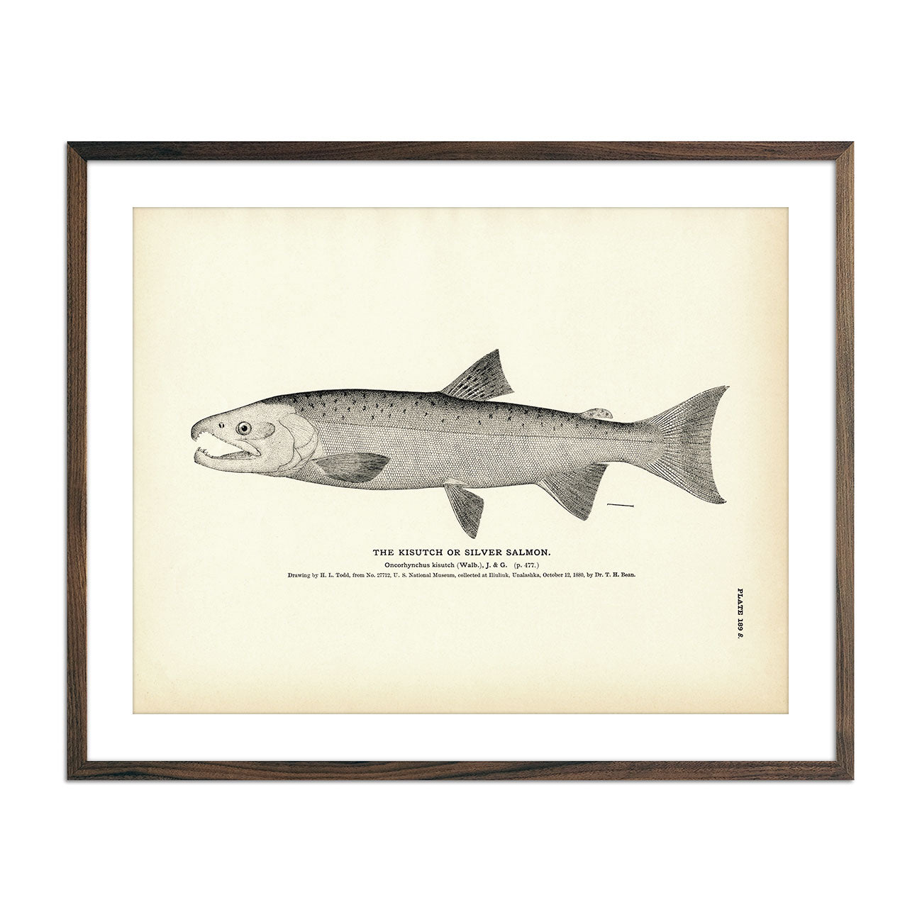 Kisutch (Silver Salmon) Art Print - Muir Way - Fisheries