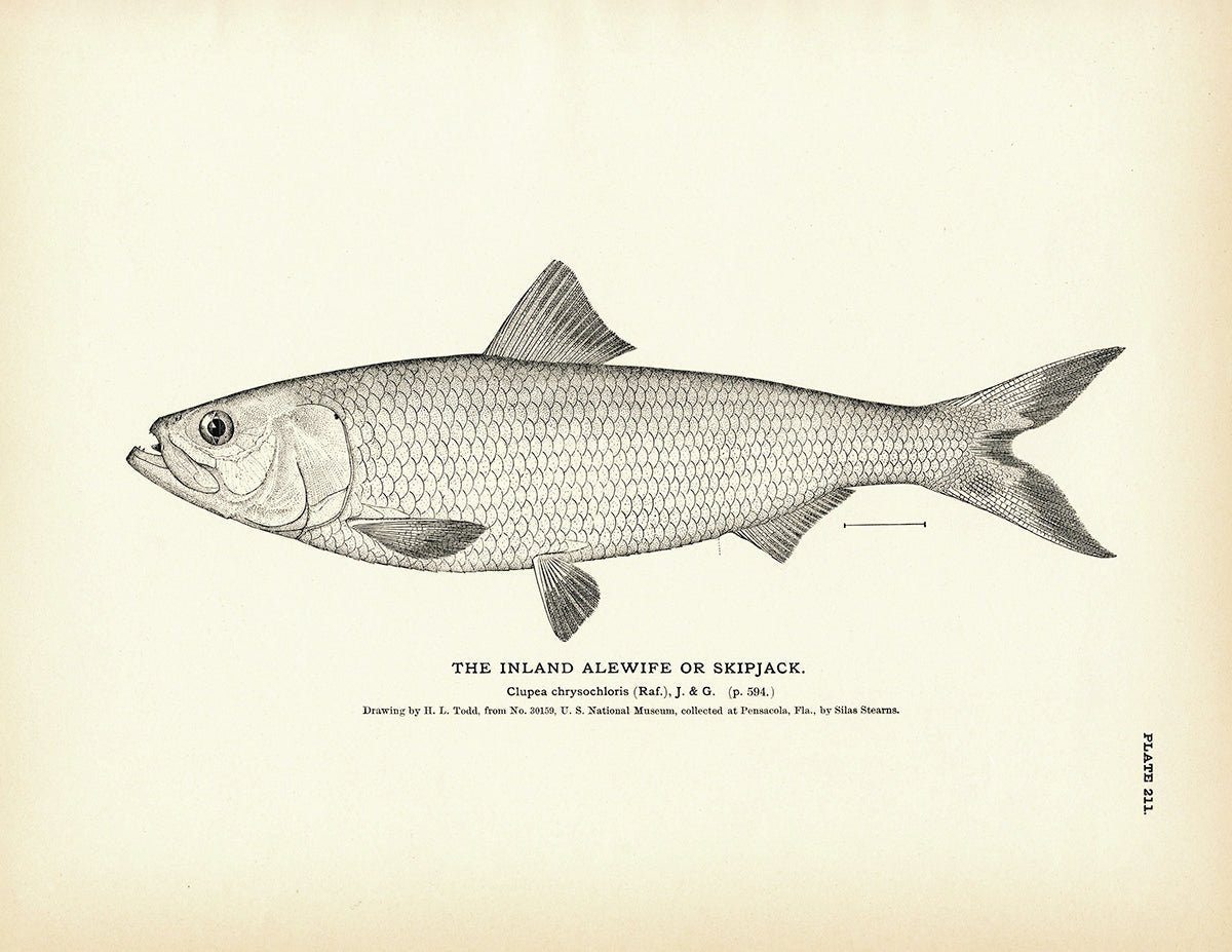 Inland Alewife (Skipjack) Art Print - Muir Way - Fisheries