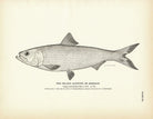 Inland Alewife (Skipjack) Art Print - Muir Way - Fisheries