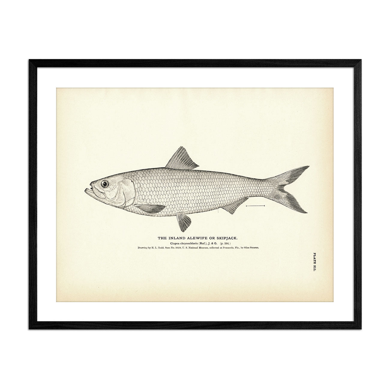 Inland Alewife (Skipjack) Art Print - Muir Way - Fisheries