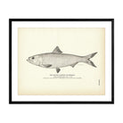 Inland Alewife (Skipjack) Art Print - Muir Way - Fisheries
