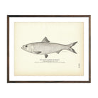 Inland Alewife (Skipjack) Art Print - Muir Way - Fisheries