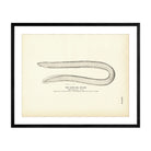 Slime Eel (Hag) Art Print - Muir Way - Fisheries