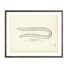 Slime Eel (Hag) Art Print - Muir Way - Fisheries