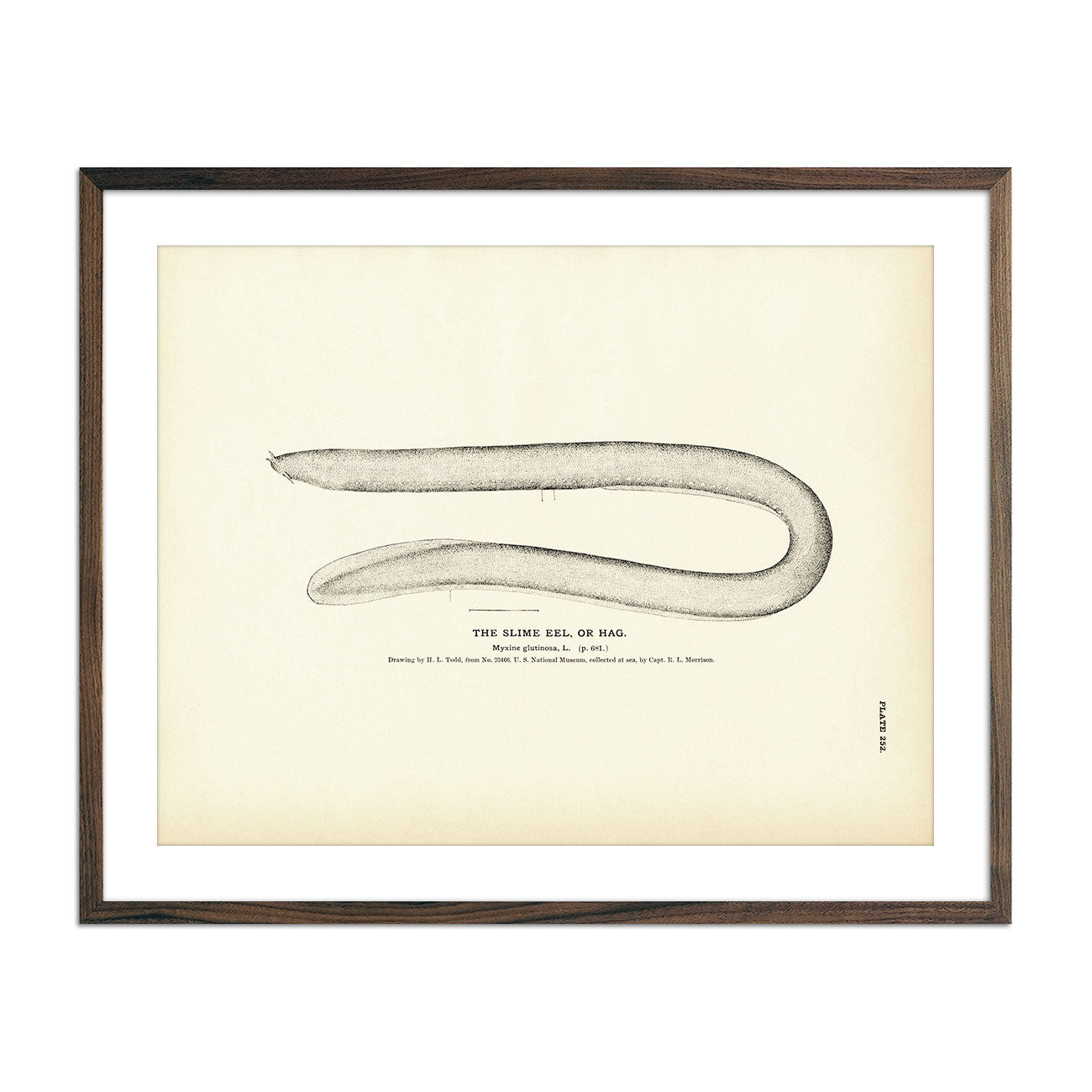 Slime Eel (Hag) Art Print - Muir Way - Fisheries