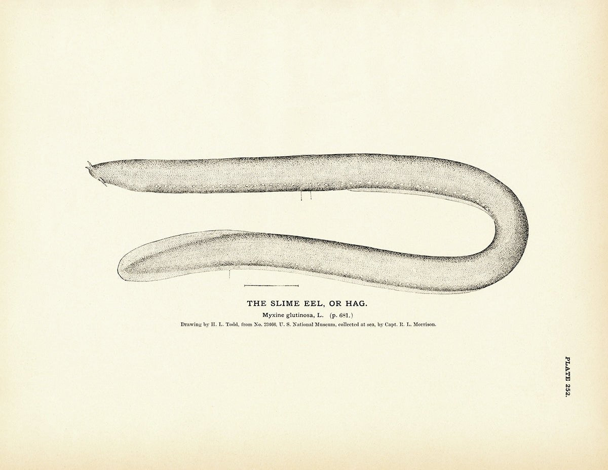 Slime Eel (Hag) Art Print - Muir Way - Fisheries