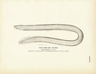 Slime Eel (Hag) Art Print - Muir Way - Fisheries