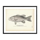 Small - Mouth Black Bass Art Print - Muir Way - Fisheries