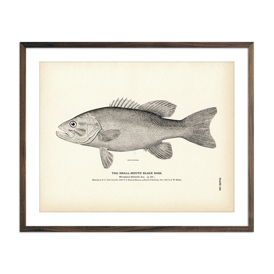 Small - Mouth Black Bass Art Print - Muir Way - Fisheries