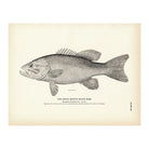 Small - Mouth Black Bass Art Print - Muir Way - Fisheries