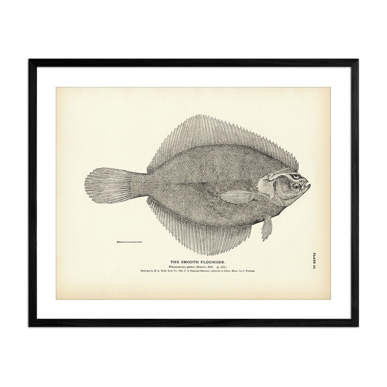 Smooth Flounder Art Print - Muir Way - Fisheries