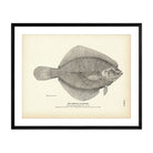 Smooth Flounder Art Print - Muir Way - Fisheries