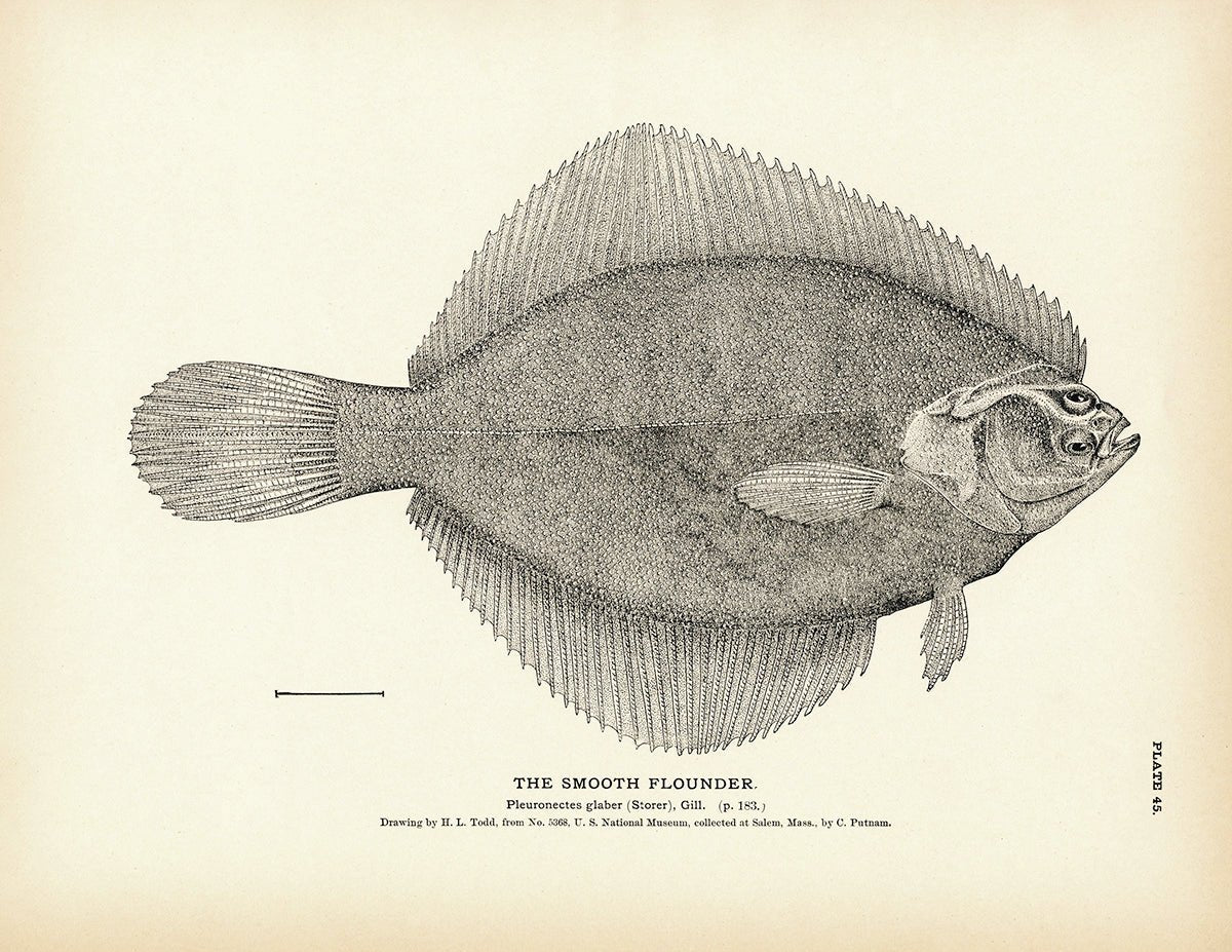 Smooth Flounder Art Print - Muir Way - Fisheries