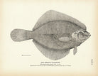Smooth Flounder Art Print - Muir Way - Fisheries