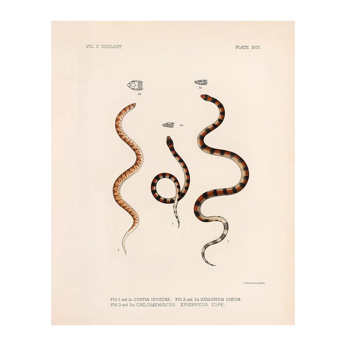 Snakes Art Print - Muir Way - Animals
