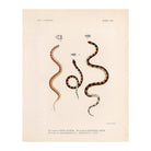 Snakes Art Print - Muir Way - Animals