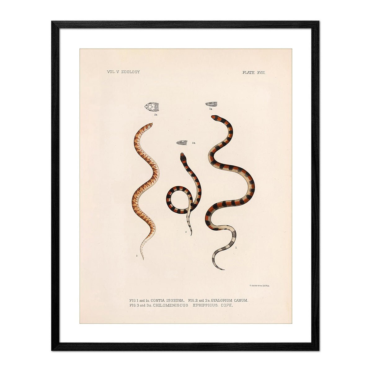 Snakes Art Print - Muir Way - Animals