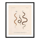 Snakes Art Print - Muir Way - Animals