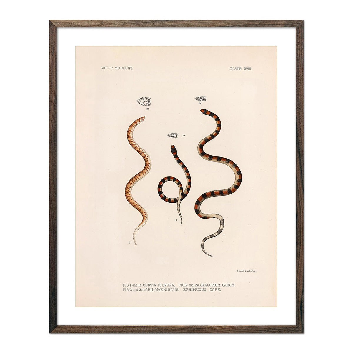 Snakes Art Print - Muir Way - Animals