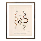 Snakes Art Print - Muir Way - Animals