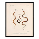 Snakes Art Print - Muir Way - Animals