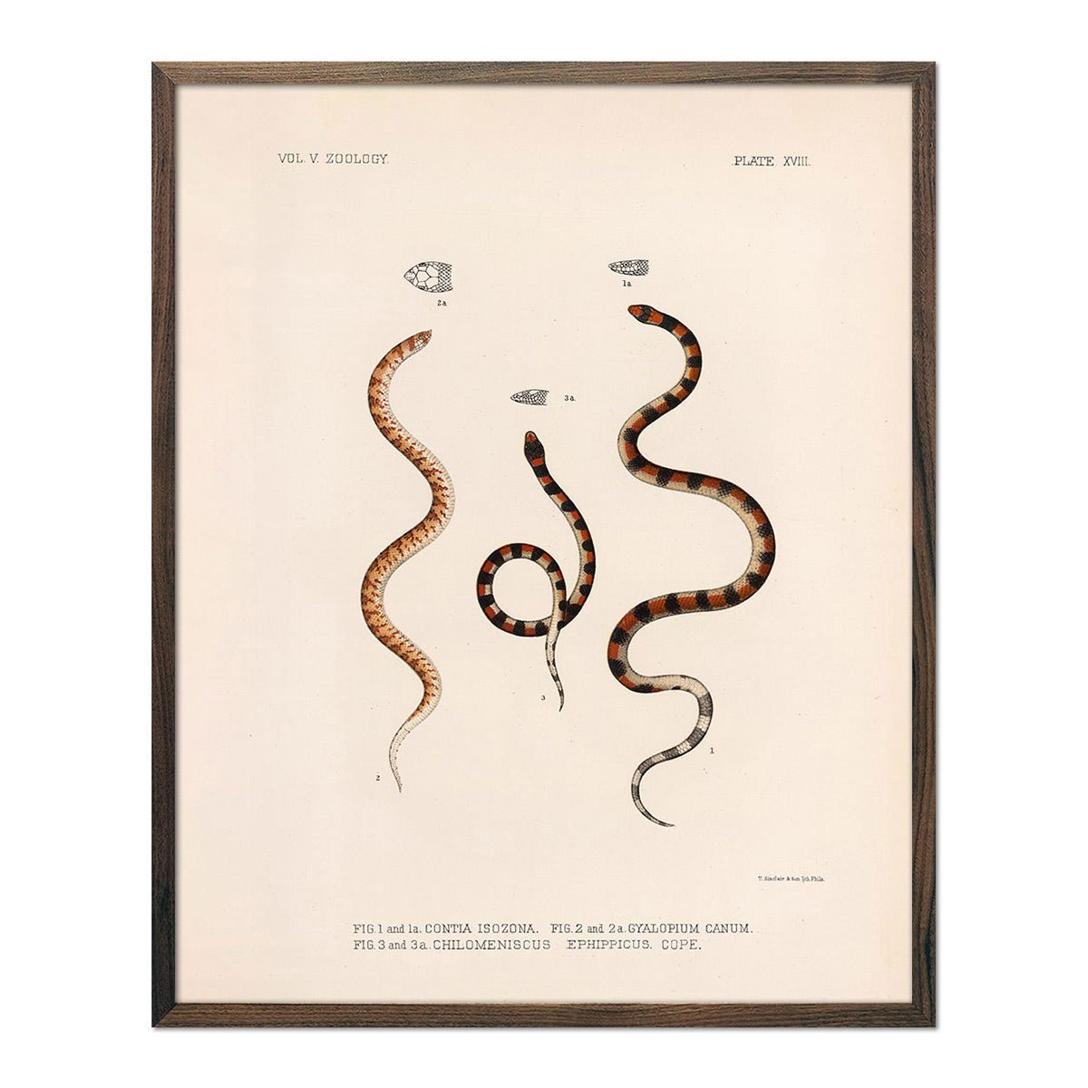 Snakes Art Print - Muir Way - Animals