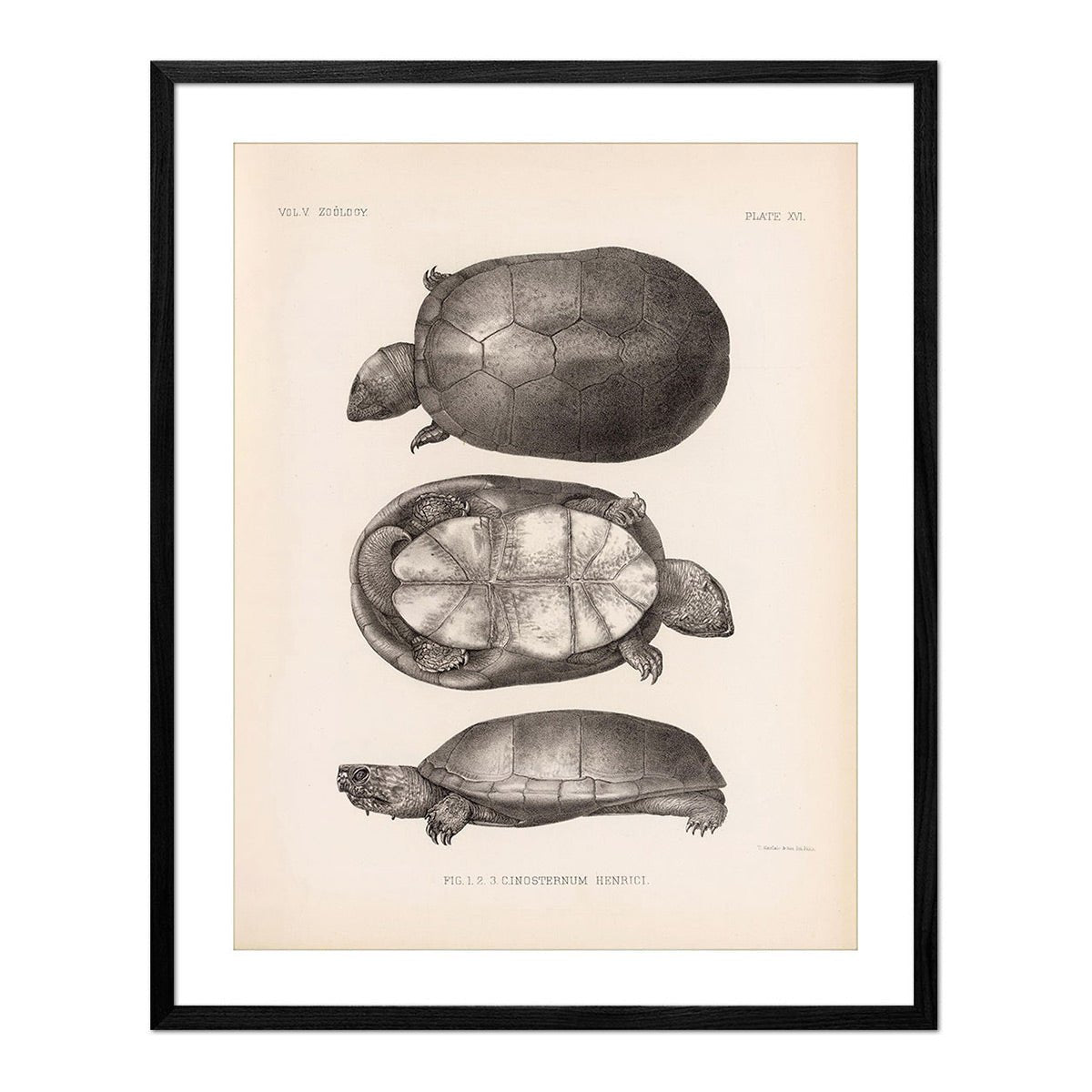 Sonora Mud Turtle Art Print - Muir Way - Animals