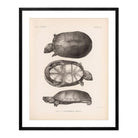 Sonora Mud Turtle Art Print - Muir Way - Animals