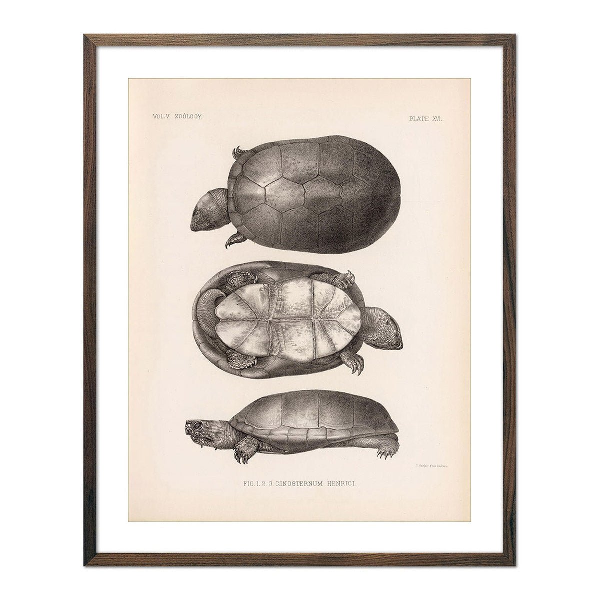 Sonora Mud Turtle Art Print - Muir Way - Animals