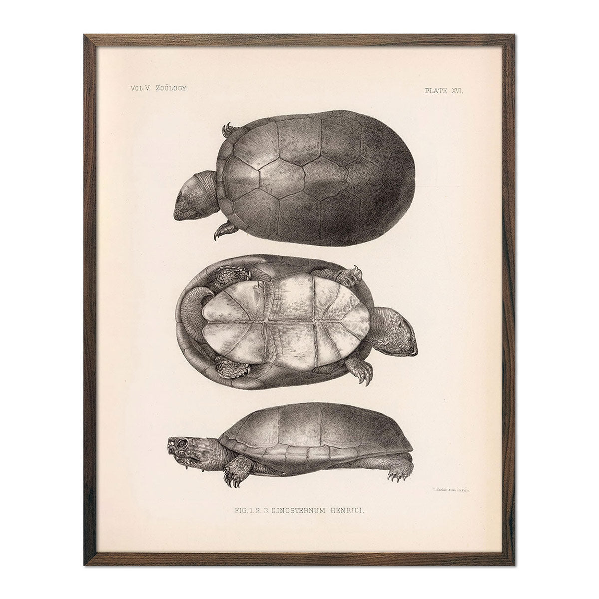 Sonora Mud Turtle Art Print - Muir Way - Animals